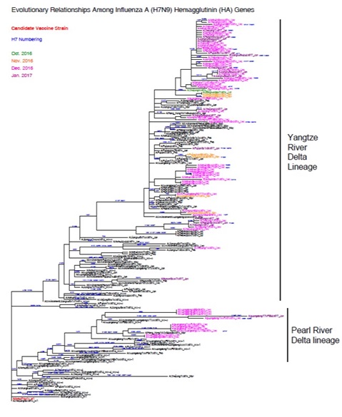 Annex 1: Phylogenetic tree for haemagglutinin gene