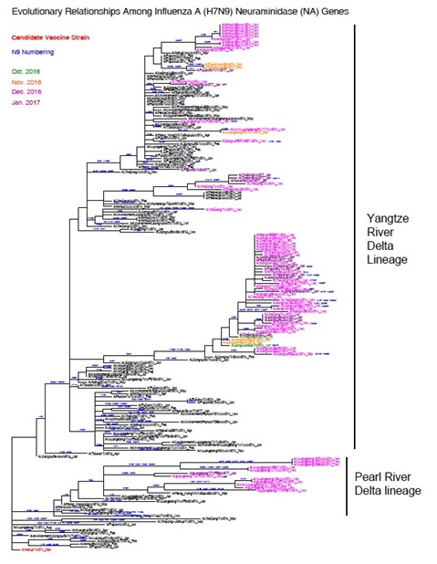 Annex 2: Phylogenetic tree for neuraminidase gene