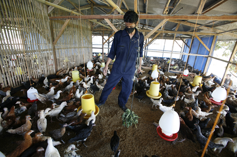 Grippe – grippe aviaire H5 :  Évolution et risque associé ​