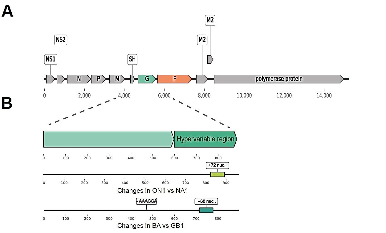 Figure1_human_RSV_genome Figure1_human_RSV_genome