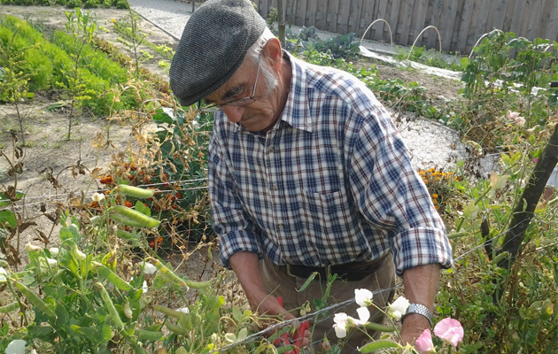 Old man in his garden