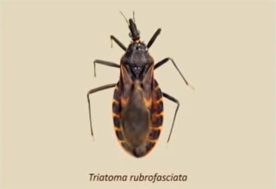 Triatomine