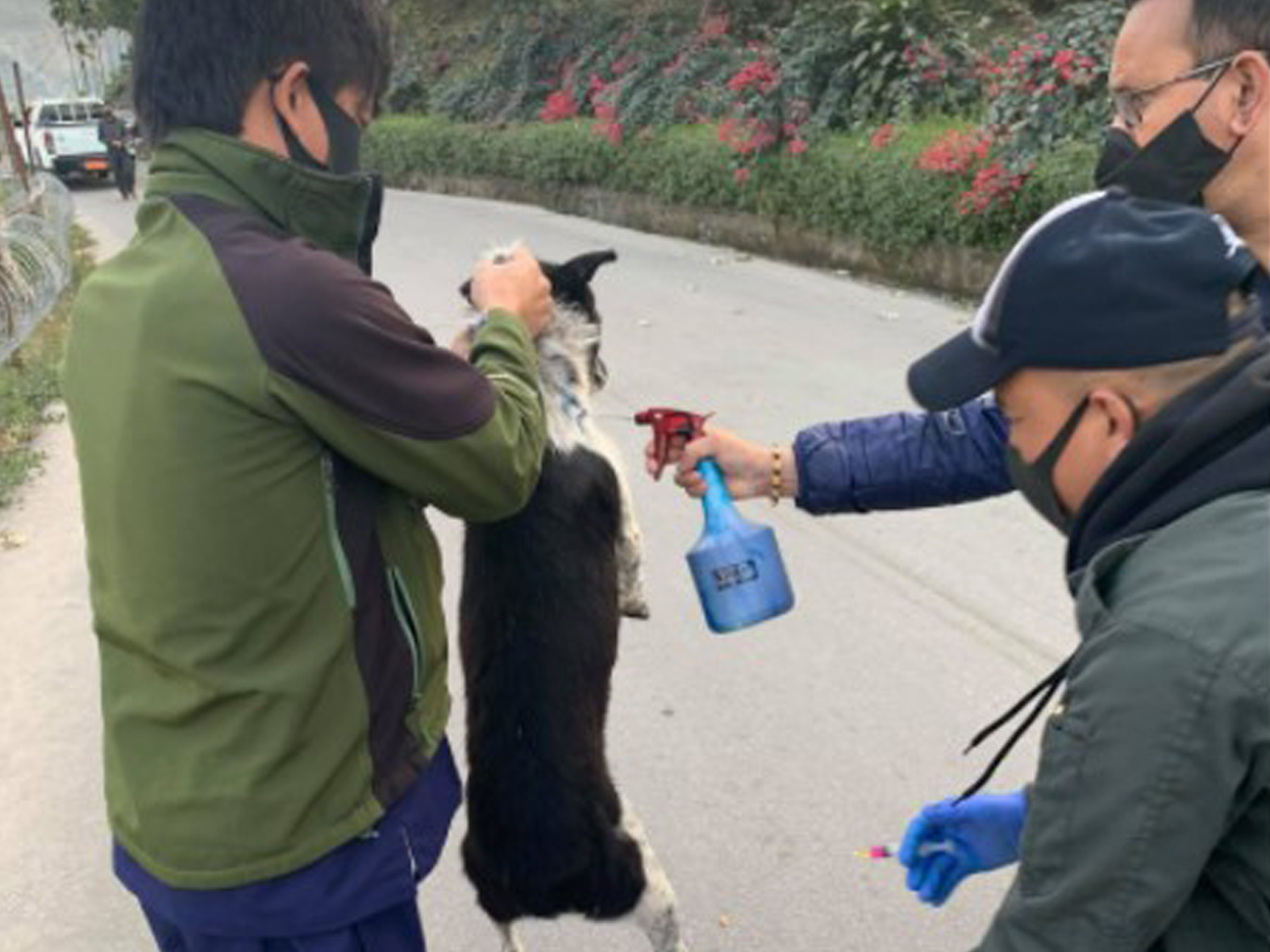 COVID-19 and rabies, Bhutan 2021