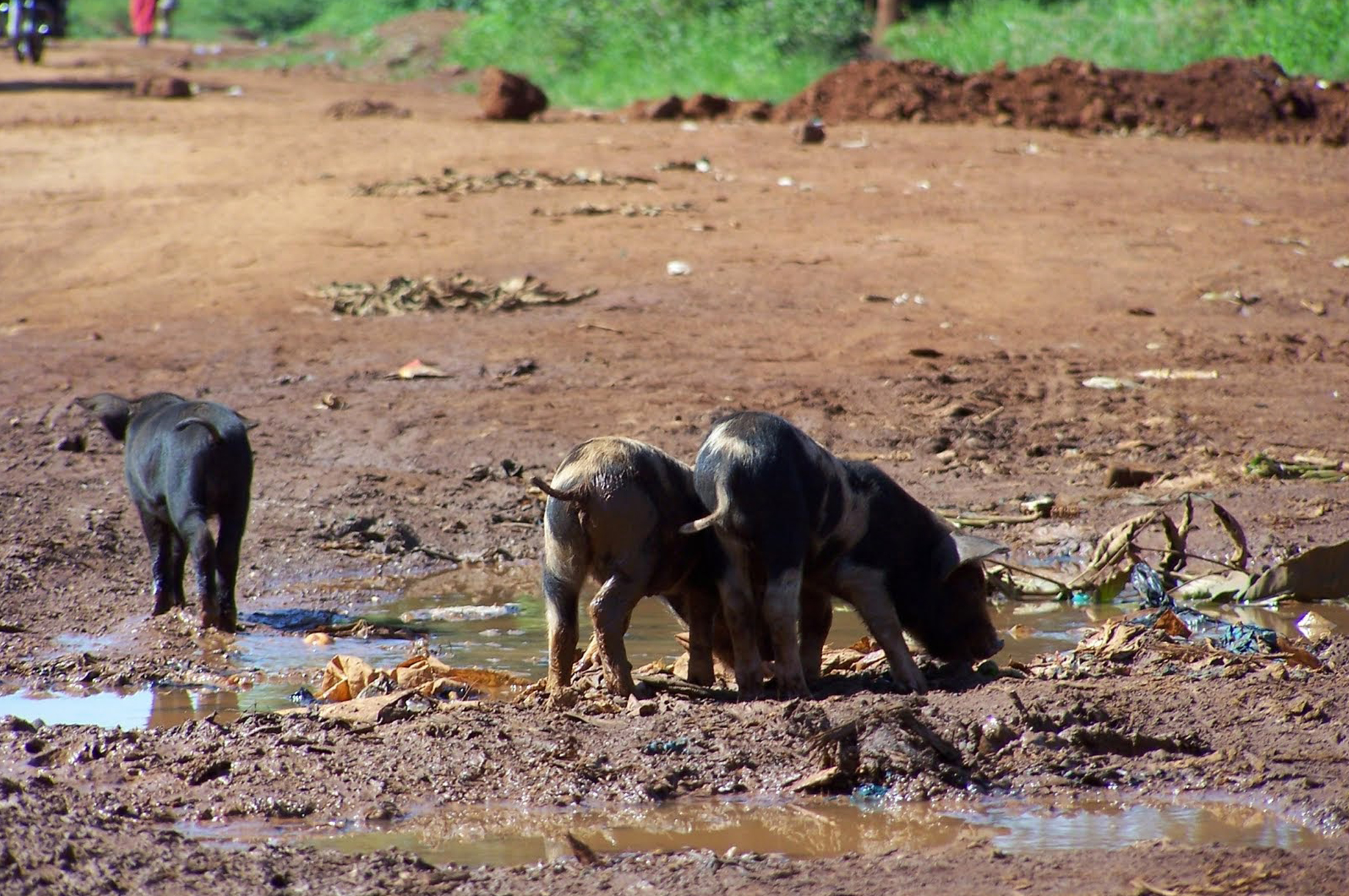 Busy homestead with pigs roaming freely