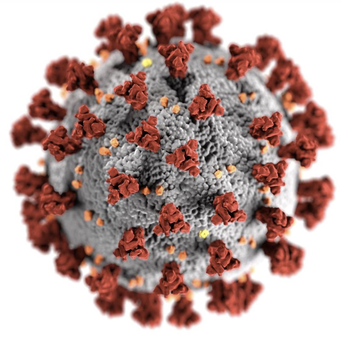 Novel Coronavirus