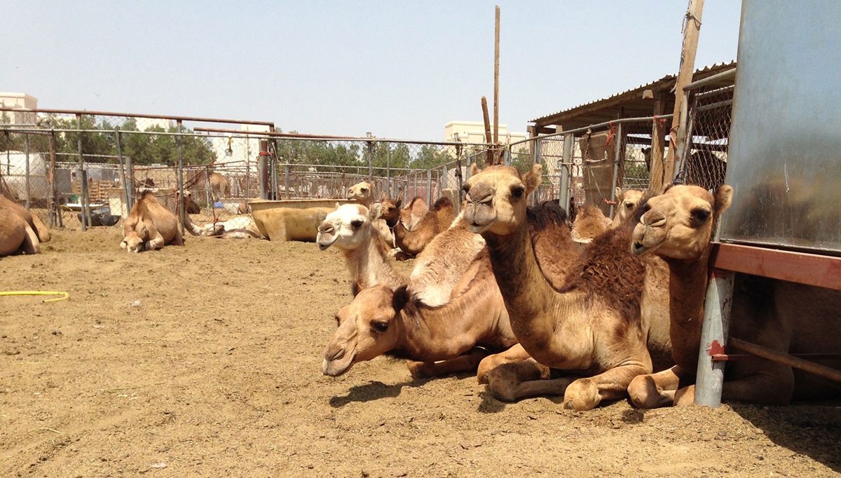 Middle East Respiratory Syndrome Coronavirus Mers Cov