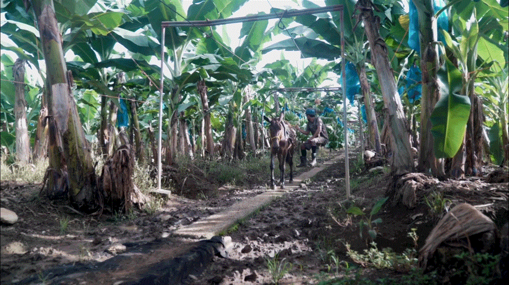 Costa Rica 'Ripe' for malaria elimination