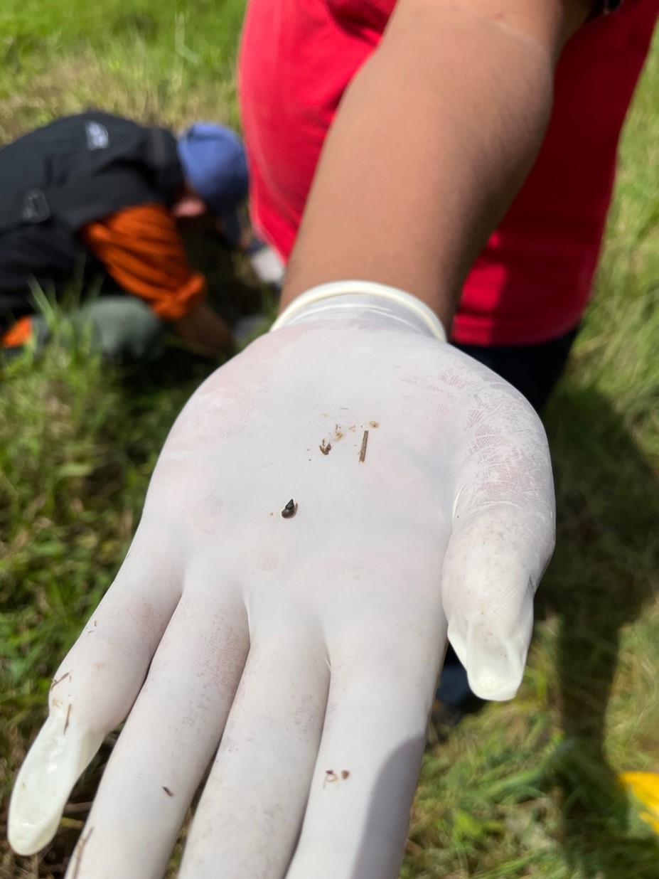 Kerang kecil, perantara schistosomiasis, di atas telapak tangan yang bersarung.