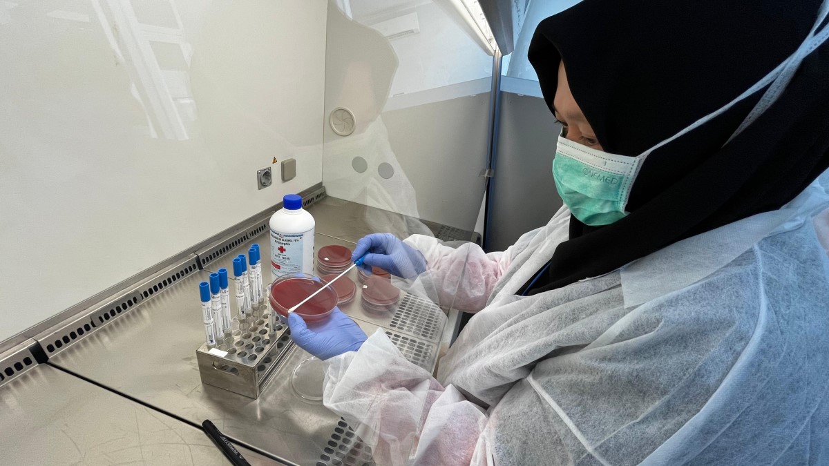 A laboratory staff holding a blood agar petri dish and swabbing it with diphtheria bacteria.