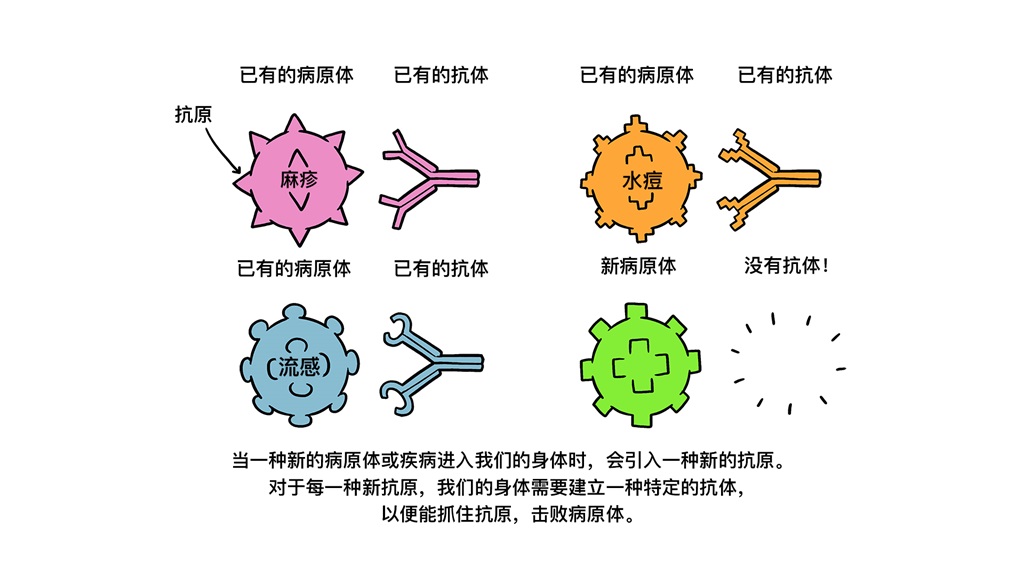 Vaccines Antibody illustration 01_29 Oct Vaccines Antibody illustration 01_29 Oct