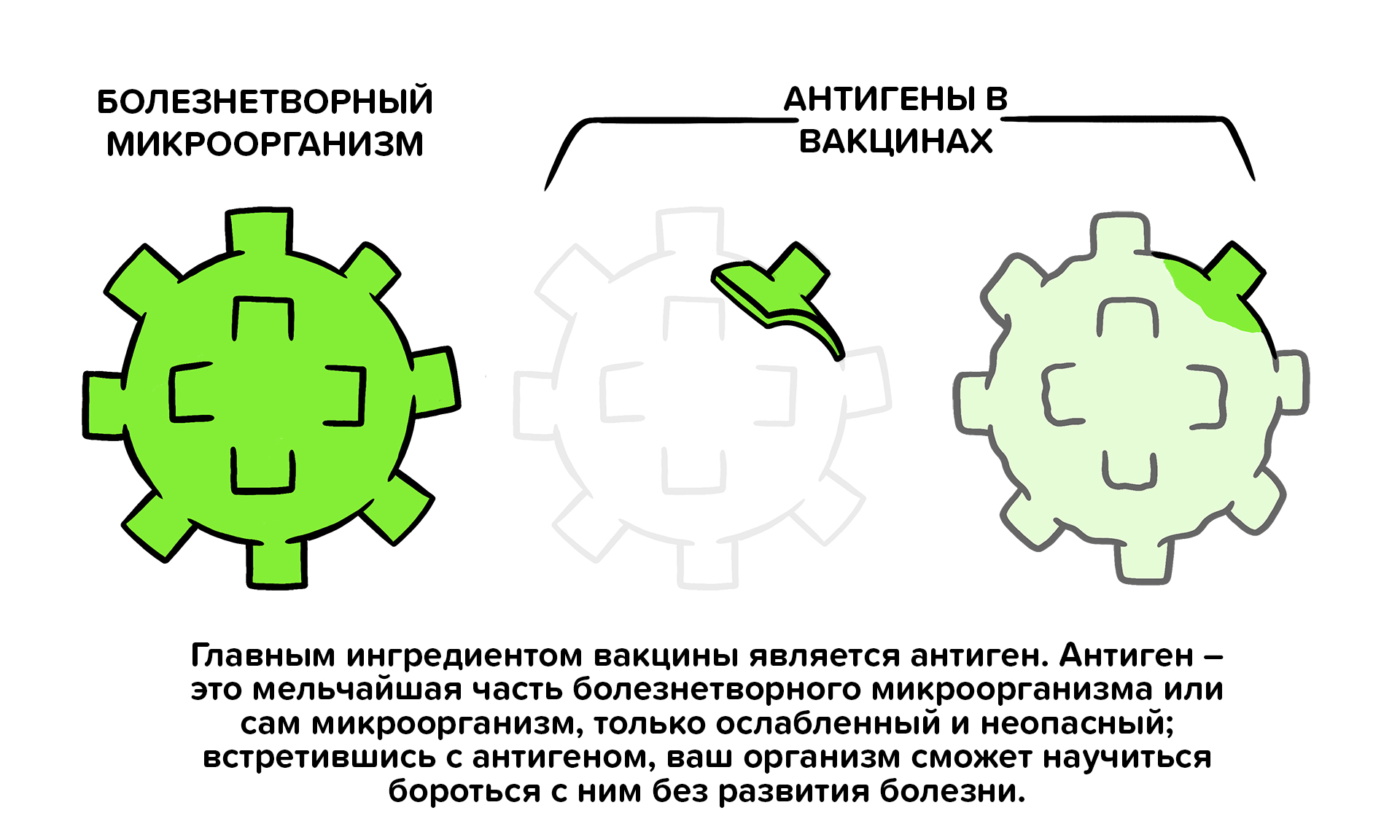 Главным ингредиентом вакцины является антиген. Антиген - это мельчайшая часть болезнетворного организма или сам микроорганизм, только ослабленный и неопасный; встретившись с антигеном, ваш организм сможет научиться бороться с ним без развития болезни.