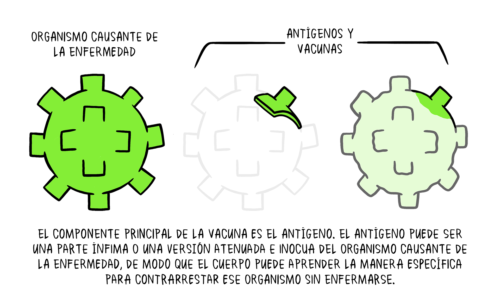 Vaccines topic 2 01 Vaccine Antigens