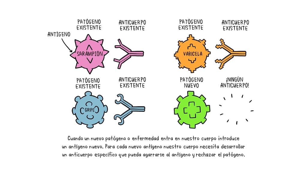 Cómo actúan las vacunas?