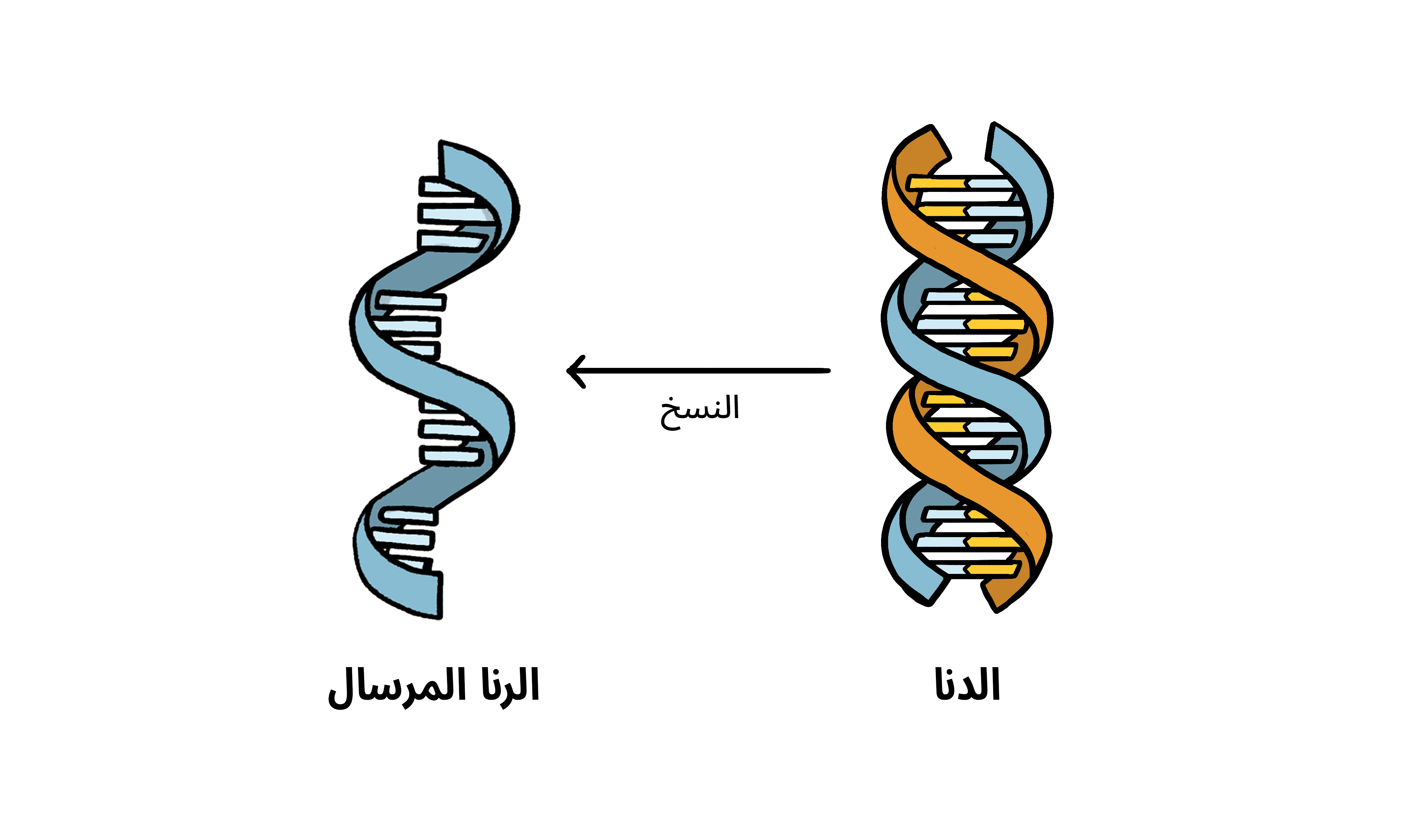 مركز صحي قرطبة لقاح كورونا