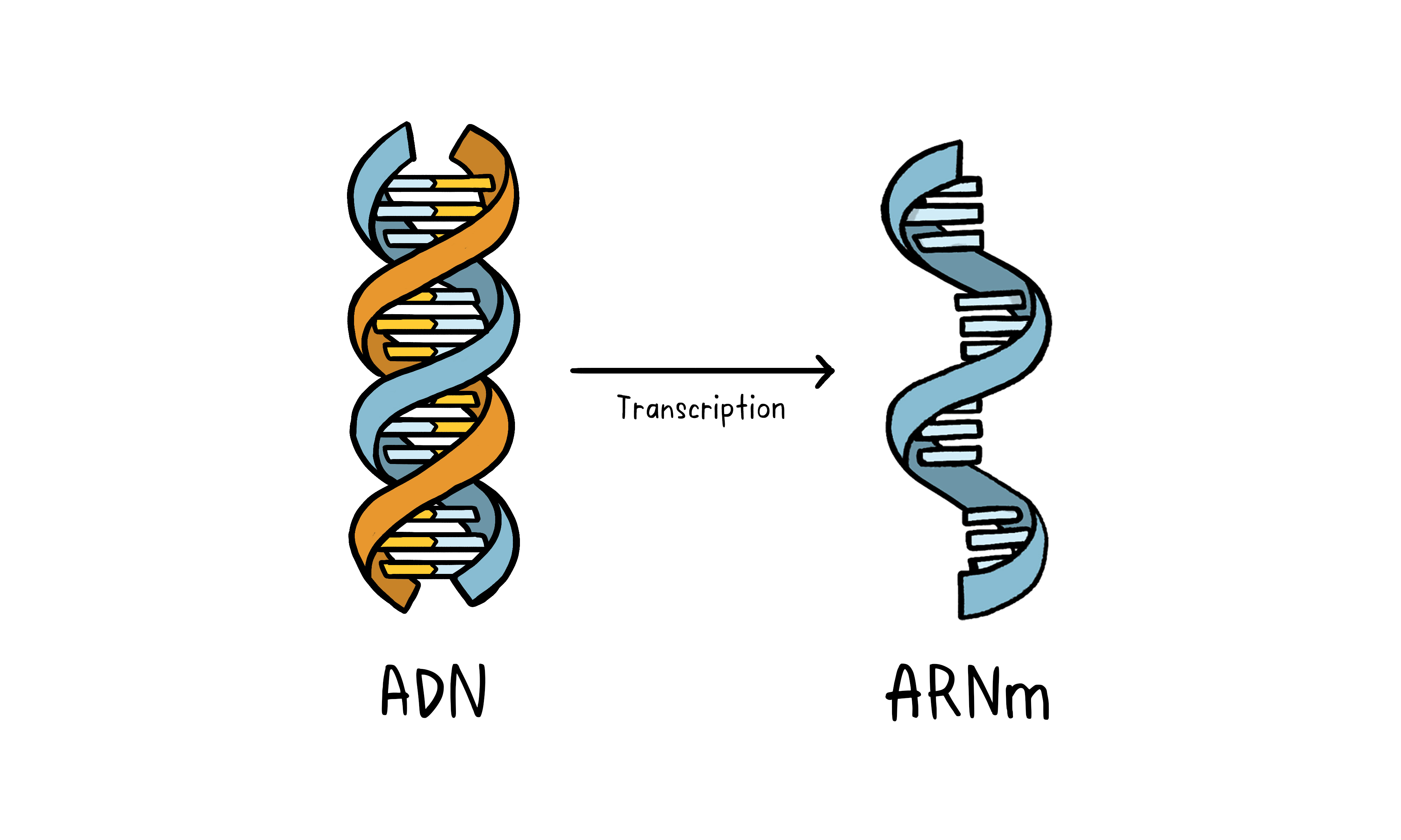 De l'ADN à l'ARN messager