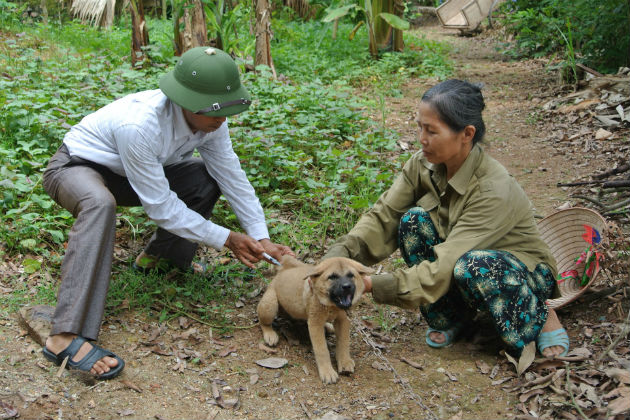 how many dogs get rabies each year