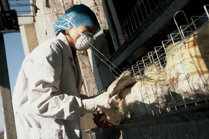 Influenza (Avian and other zoonotic)