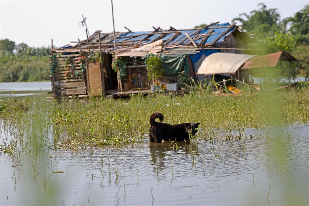 RISK OF RABIES IN VIETNAM visual data 7
